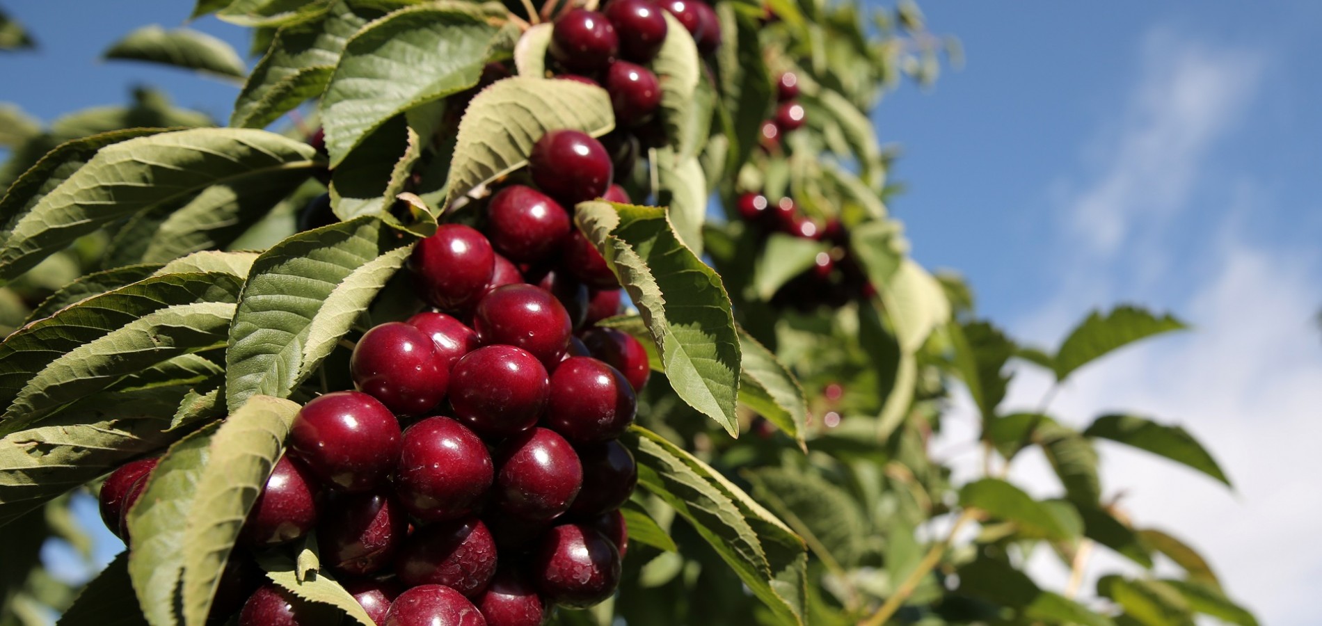 Central Otago Cherries Natures Confectionary