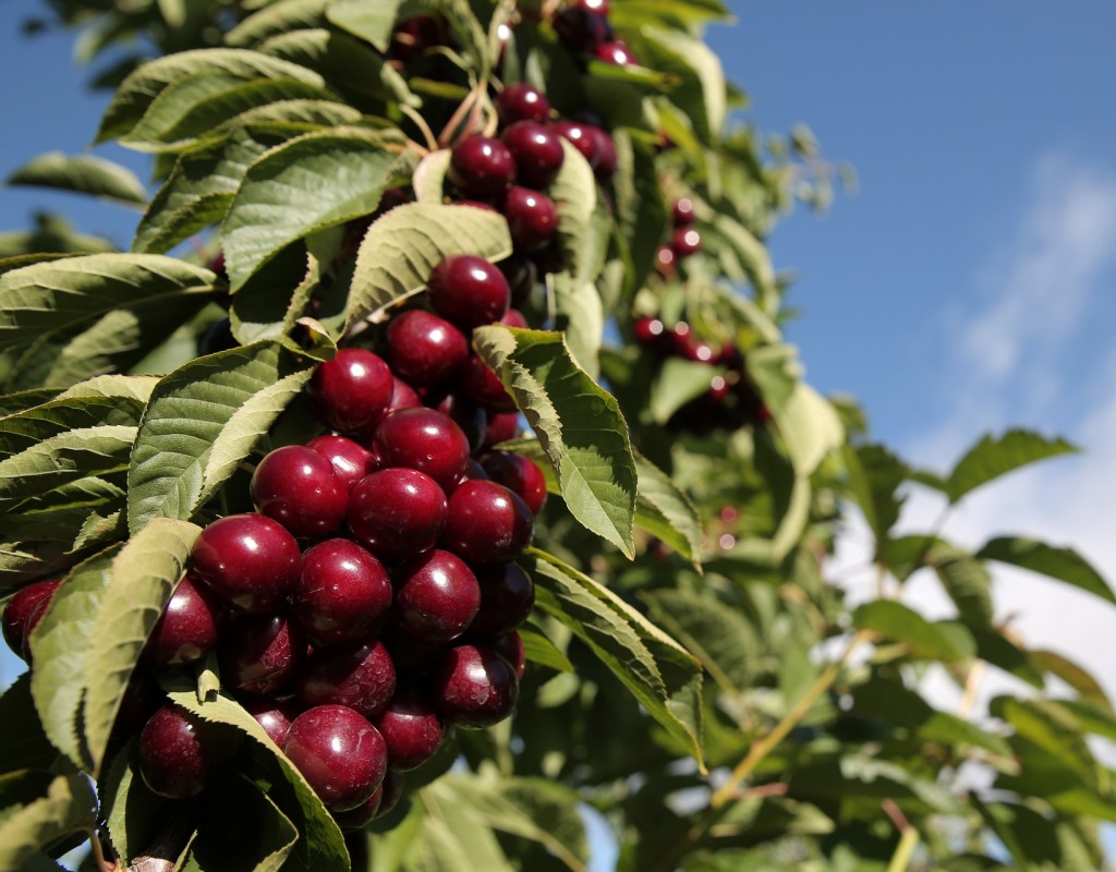 Central Otago Cherries Natures Confectionary