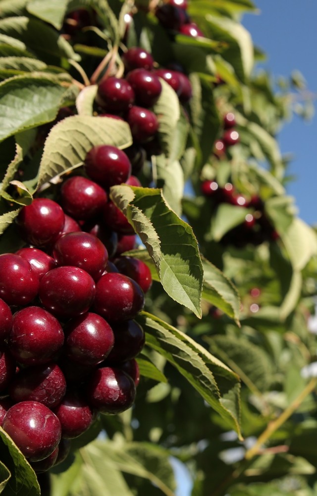 Central Otago Cherries Natures Confectionary