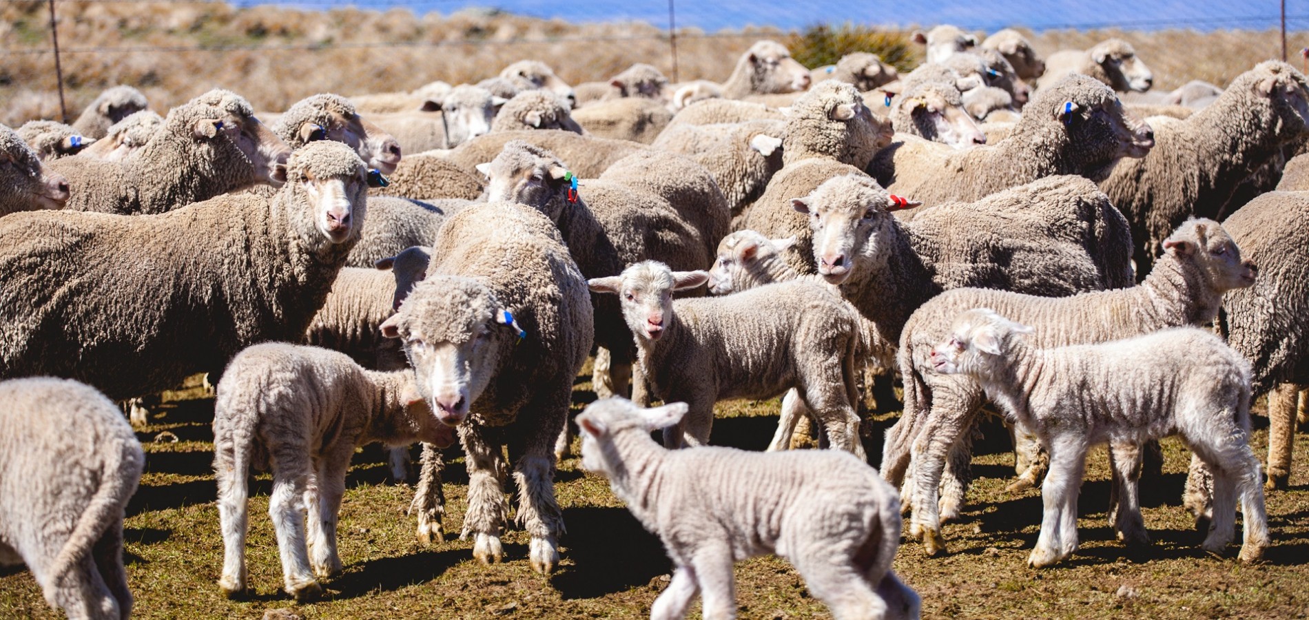 Closeburn Station Maniototo NZ Fine Wool Merino sheep and lambs