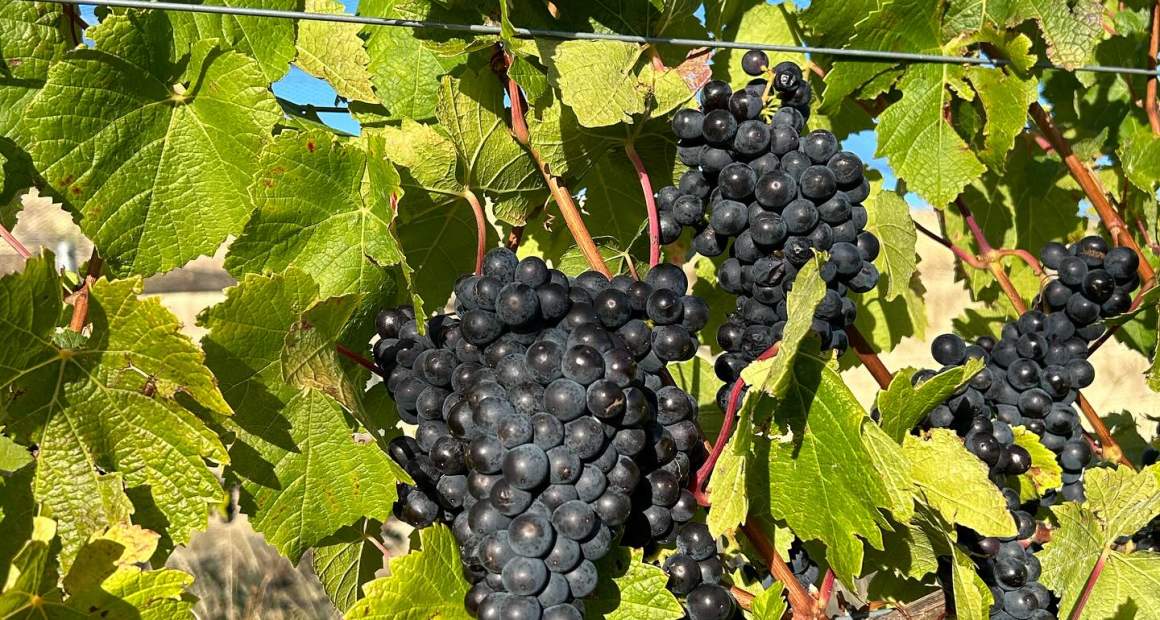 Grapes