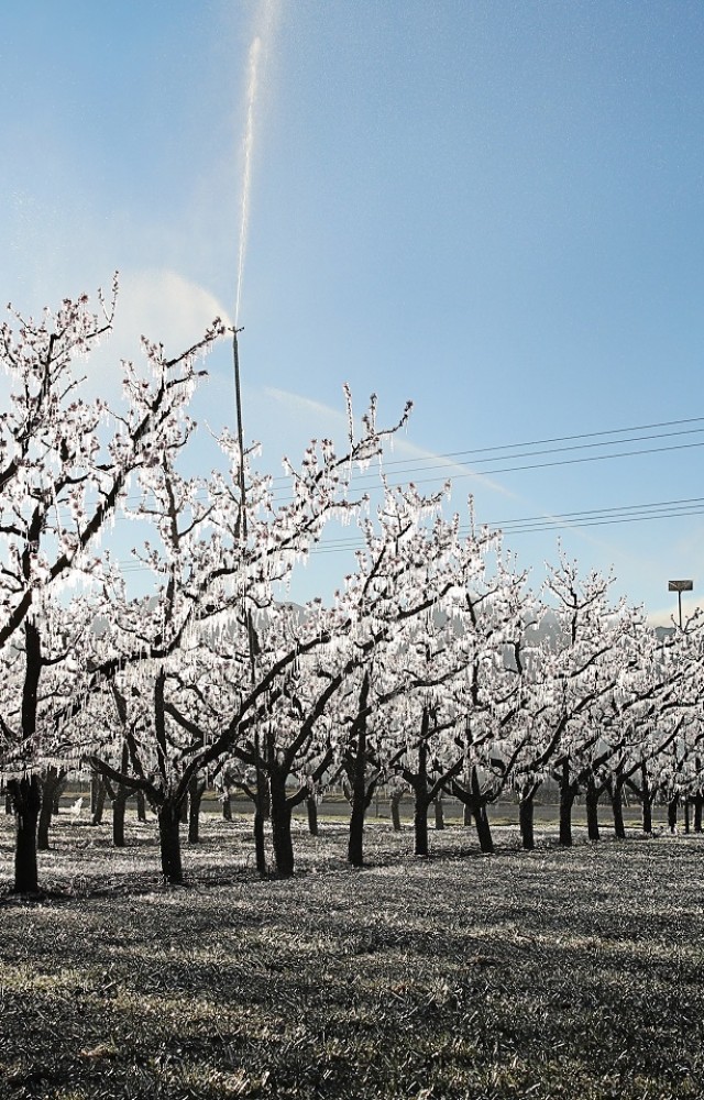 Spring Orchard Frost Fighting