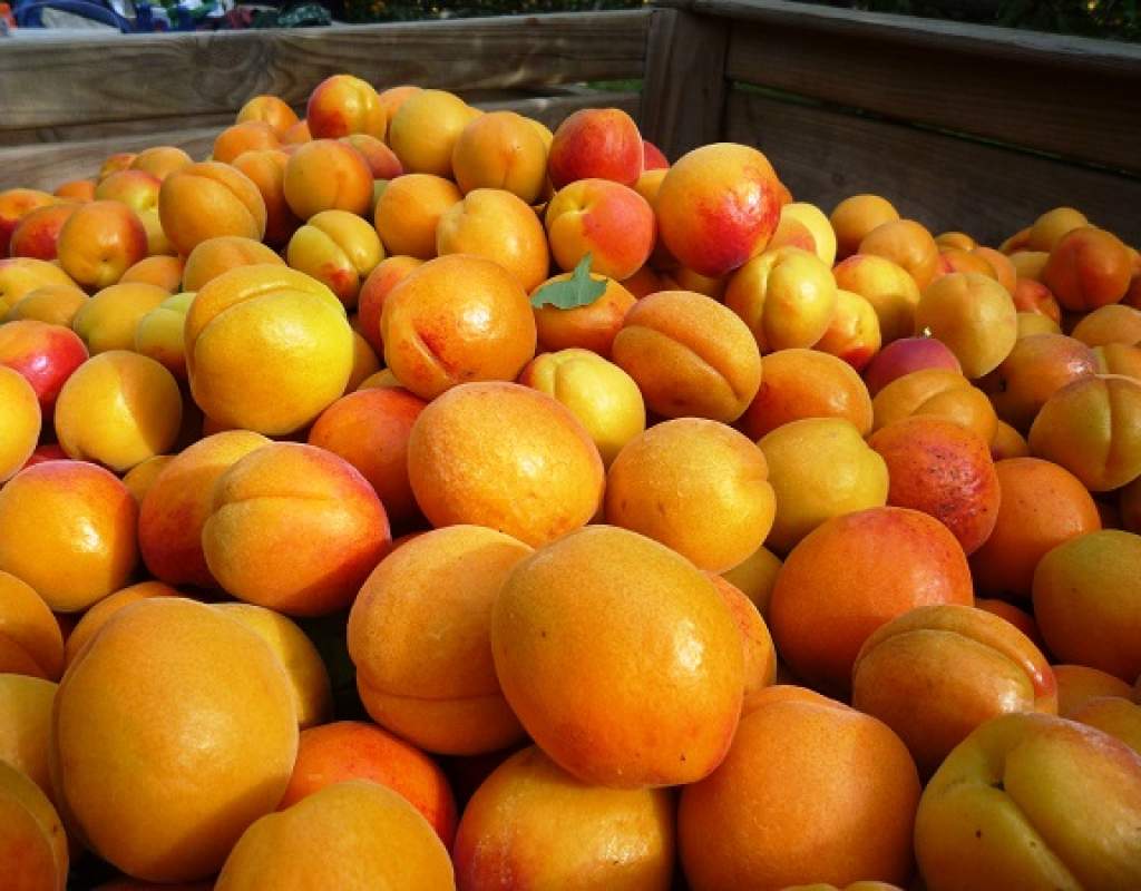 fruit story 1