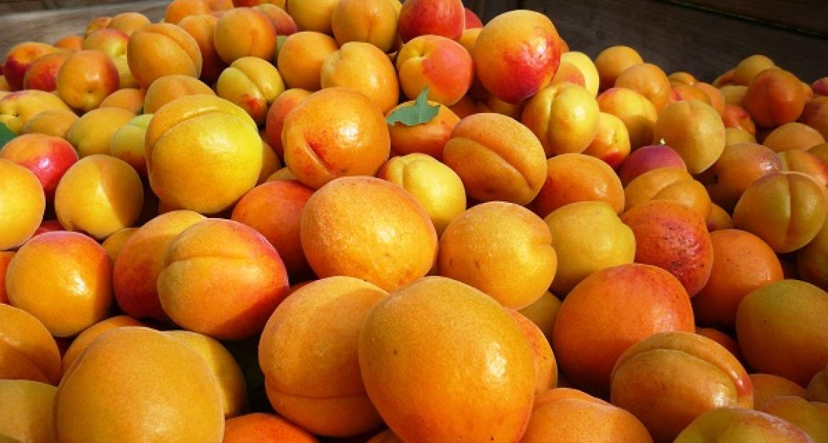 fruit story 1