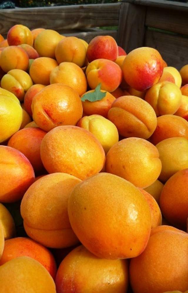 fruit story 1
