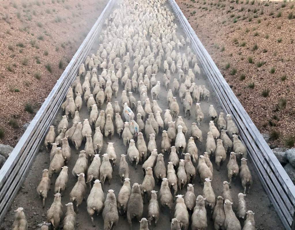 sheep