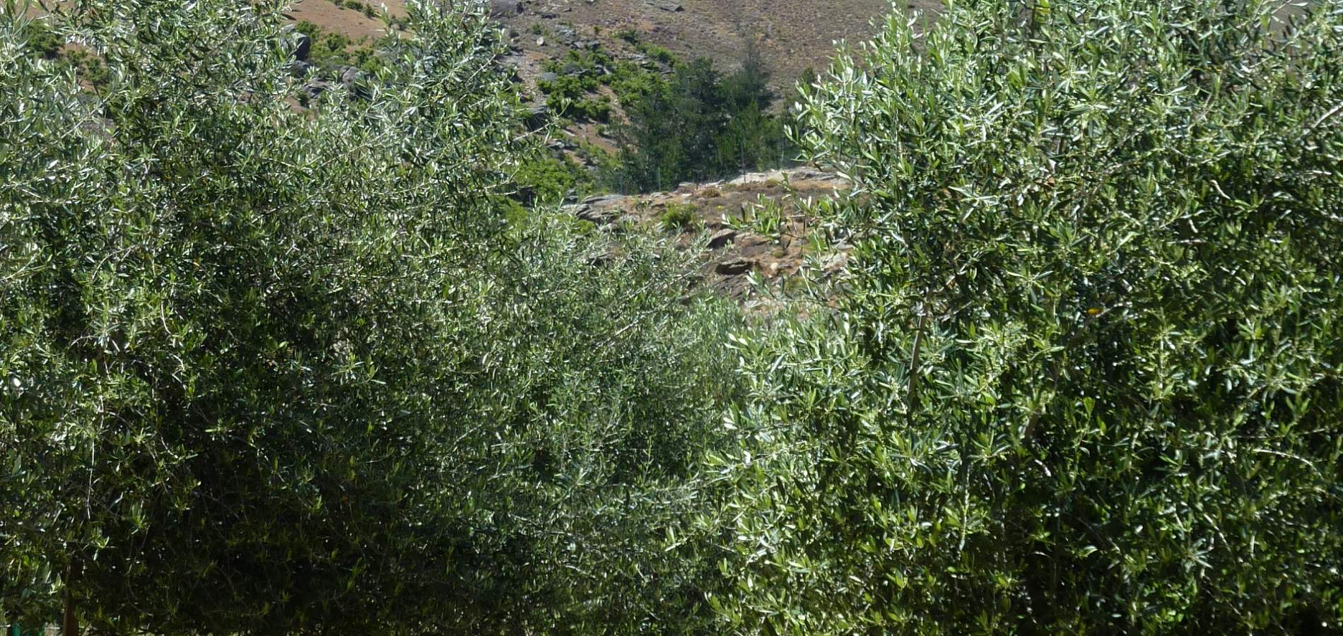 Cairmuir Olive Trees