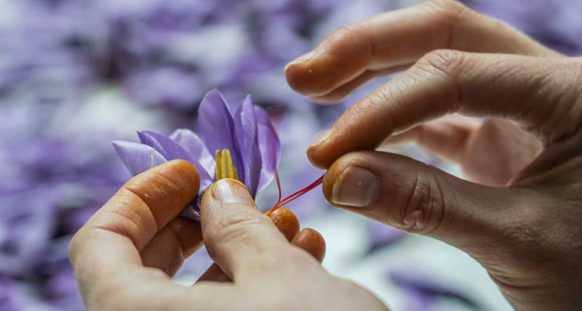 Wynyard Estate Saffron 1