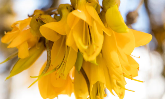 Kowhai from website v3